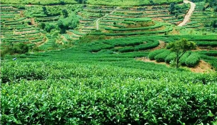丰顺县八乡山鸿图绿茶发展有限公司