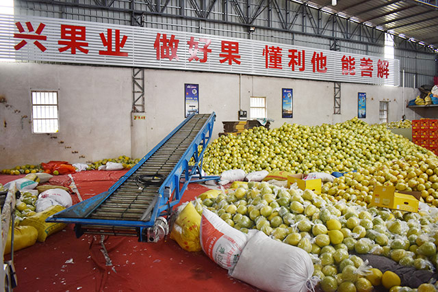 梅州市梅县区新天地阳光水果专业合作社